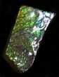 Iridescent Green Ammolite - Fossil Ammonite Shell #31437-2